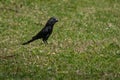 Smooth-billed Ani bird