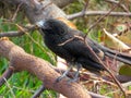 Smooth Billed Ani bird on a fallen tree branch