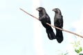 Smooth-billed Ani Crotophaga ani