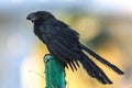 Smooth-billed ani Crotophaga ani