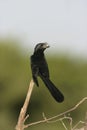 Smooth-billed ani, Crotophaga ani