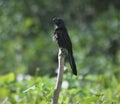 Smooth-billed Ani Crotophaga ani Royalty Free Stock Photo