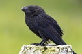 Smooth-billed Ani (Crotophaga ani) standing