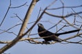 Smooth Billed Ani Crotophaga Ani Is A Large Near Passerine Bird In The Cuckoo Family
