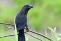 Smooth-billed Ani Crotophaga ani perched on a tree branch