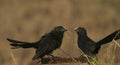 Smooth-billed Ani Crotophaga sulcirostris birds in wetland Unare lagoon, Venezuela Royalty Free Stock Photo