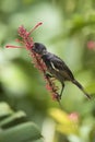 Smooth billed ani from Grand Cayman Island