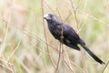 Smooth-billed Ani