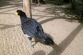 Smooth-billed curassow Royalty Free Stock Photo
