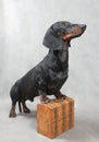 Smooth black and tan dachshund with metal-covered wooden vintage casket
