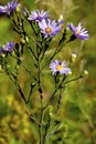 Smooth Blue Aster  602177 Royalty Free Stock Photo