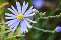 Smooth blue aster, native wildflower in Michigan