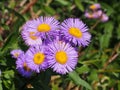 Smooth Blue Aster Or Symphyotrichum Laeve. Royalty Free Stock Photo