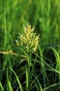 Smooth Brome  44332 Royalty Free Stock Photo