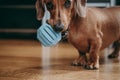 Smooth brown miniature dachshund puppy holding blue toy ball in Royalty Free Stock Photo