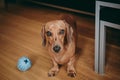 Smooth brown miniature dachshund puppy inviting the owner to play with him. Royalty Free Stock Photo