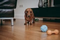 Smooth brown miniature dachshund puppy inviting the owner to play with him. Royalty Free Stock Photo