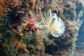 Smooth calcareous tube-worm - Protula tubularia - Mediterranean Sea, France