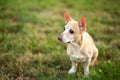 Smooth chihuahua dog on a walk. Redhead chihuahua in the green grass of summer. A dog walks in the park on an autumn day. The conc