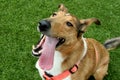 Smooth Coated Collie Dog Panting