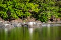 Smooth coated otter family playing on rocks at ramganga river. nature canvas painting of mirror image with reflection in water