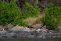 Smooth coated otter or Lutrogale pers or Lutrogale perspicillata