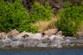 Smooth coated otter or Lutrogale perspicillata a vulnerable animal species of Mustelidae family pair playful on big rocks near Royalty Free Stock Photo