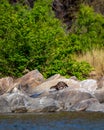 Smooth coated otter or Lutrogale perspicillata a vulnerable animal species of Mustelidae playful on big rocks near river shore in