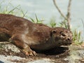 Smooth Coated Otter