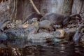 Smooth coated Otter portrait