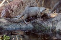 Smooth coated Otter portrait