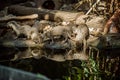 Smooth coated Otter portrait