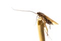 Smooth cockroach Royalty Free Stock Photo