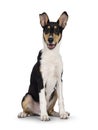 Smooth Collie dog on white background Royalty Free Stock Photo