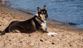 Smooth Collie purebred dog on beach Royalty Free Stock Photo