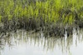 Smooth Cordgrass and Mud In An Inlet Royalty Free Stock Photo