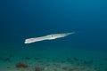 Smooth cornetfish Royalty Free Stock Photo