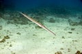 Smooth cornetfish (fistularia commersonii) Royalty Free Stock Photo