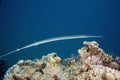 Smooth cornetfish (fistularia commersonii) Royalty Free Stock Photo