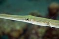 Smooth cornetfish (fistularia commersonii) Royalty Free Stock Photo