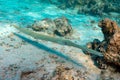 Smooth cornetfish - Fistularia commersonii ,coral reef Red Sea Royalty Free Stock Photo