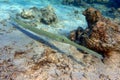 Smooth cornetfish - Fistularia commersonii ,coral reef Red Sea Royalty Free Stock Photo