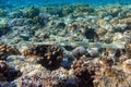 Smooth cornetfish - Fistularia commersonii ,coral reef Red Sea Royalty Free Stock Photo