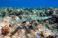 Smooth cornetfish - Fistularia commersonii ,coral reef Red Sea Royalty Free Stock Photo