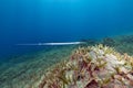 Smooth cornetfish (fistularia commersonii) in the Red Sea. Royalty Free Stock Photo