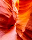 The smooth curved Red Navajo Sandstone walls of Rattlesnake Canyon