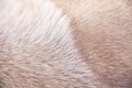 Smooth dog fur with white brown patterns soft texture on background Royalty Free Stock Photo