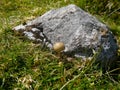 Smooth domed mushroom by boulder