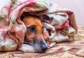 Smooth Fox Terrier dog on couch under blanket Royalty Free Stock Photo