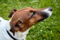 Smooth Fox Terrier dog looking up. Head close-up with ears pressed, over the green grass background at summer day. Happy